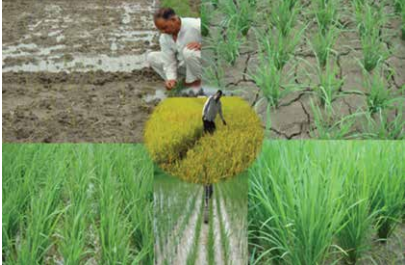 Agricultural Production and Management